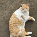 차담 | 🪷🐕 북한산 중흥사 템플스테이 솔직 후기(비추천/휴식형/차담)