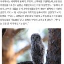 올빼미·부엉이·소쩍새..네 이름은 뭐니? 이미지