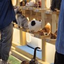 고양이별 캣 카페 이미지