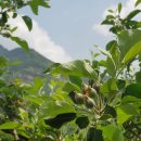 예진꽃농원 이미지