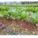 미화농장 이미지