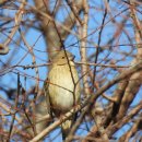 미묘하개 이미지