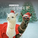 설산농장2 | 국내 겨울여행지 추천! 경기도 가평 양떼목장 체험 겨울축제 눈썰매장