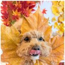 멍세권 | 청주애견호텔 우리 아이에게 최고의 하루를 선물한 멍세권 후기