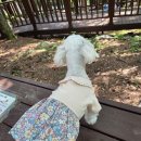 하모니 | 강아지원피스 추천 하모니앤코 후기｜산책할 때 예쁜 강아지옷