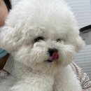 디어마이모모 이미지