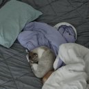 개이쁜냥 이미지