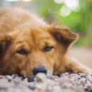 양주24시해든동물의료센터 이미지