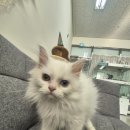낭만고양이(강서점) 네이버블로그