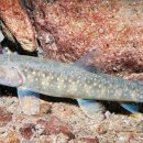 남한강송어횟집 이미지