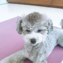 다정펜시문구
