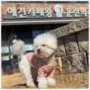 애견카페왕 이미지