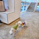 댕댕이 보호구역 이미지