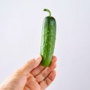 김진호농장 | 오이지용오이 추천, 작은 피클용 오이 찾는 분들이 보는 상품