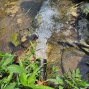 연근농장 이미지