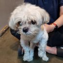 방아다리 주유소 이미지