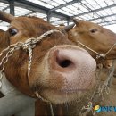 수산한우농장 이미지