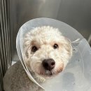 쿨펫동물병원 킨텍스점 이미지