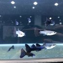 신용 아쿠아 수족관 이미지
