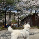 댕파티셰 이미지