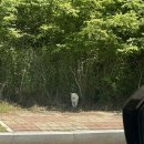 회랑 생선구이랑 이미지