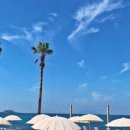 제주 자고가 이미지