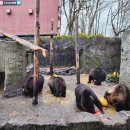 곰목장 | 삿포로 근교 노보리베츠 가볼만한곳, 곰목장 베어파크 가는법입장료 후기