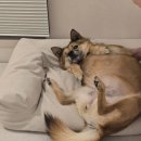 금배네 민박 이미지