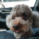 그루밍 나나 이미지