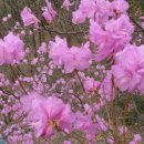 수락초교 이미지