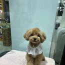 야옹아멍멍해봐미용
