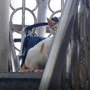 대원빌라 앞 | [고양이탐정후기] 오산 대원초등학교 후문 근처, 데본렉스 고양이 실종 사건의 기적 같은 구조 이야기