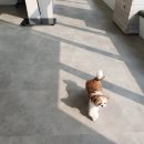 효천동물병원 이미지