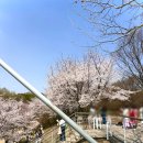 250409 서울벚꽃명소 서울숲 벚꽃 실시간,튤립 실시간 서울숲 벚꽃 위치