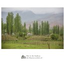 미루나무풍경 이미지