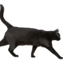 도도한고양이 이미지