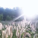 바다향기수목원(바다너울원) 이미지