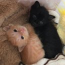 코드블랙 PC방 | 야 검은 고양이