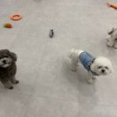 애견친구 | 송도애견호텔 요미와친구들에 다녀온 후기