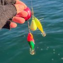 팔포항 | 삼천포 팔포항 쭈꾸미&amp;갑오징어 선상낚시 초보자 후기