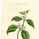 보테니컬 일러스트 이미지