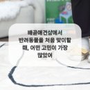 배곧애견샵 이미지