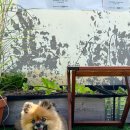 미쎄스송팬트리