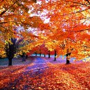 가을색 붉게타는 아름다운 풍경 이미지 이미지