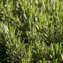 로즈마리 이미지