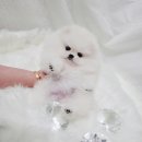 화이트포메라니안 이미지