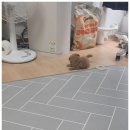 아이러브독 강아지 부천점 이미지