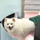 비비펫미용 이미지