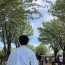 2025 전주 이팝나무 축제 후기