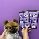 또, 올개 이미지